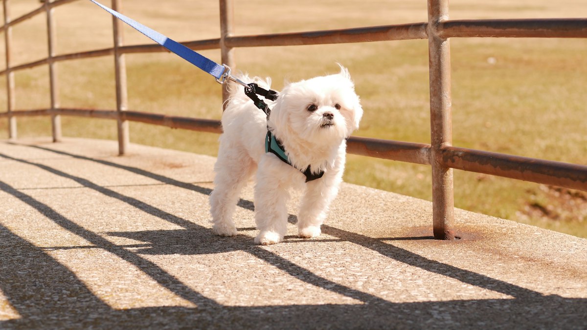 Dog wearing a harness outdoors