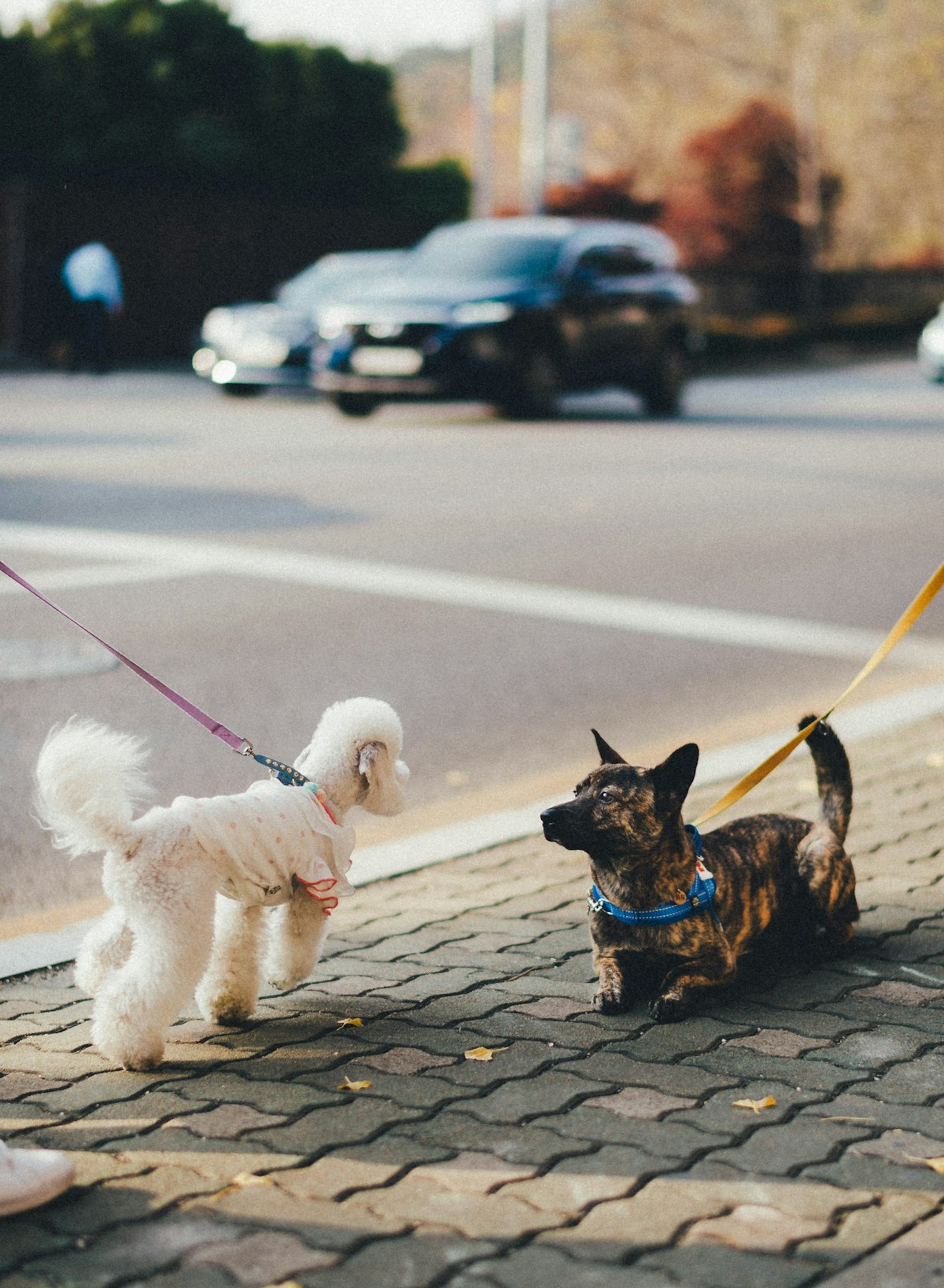 Dog on a leash during a walk